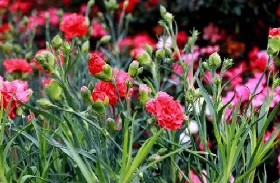开花时间|康乃馨多长时间开花 养多久开花一次