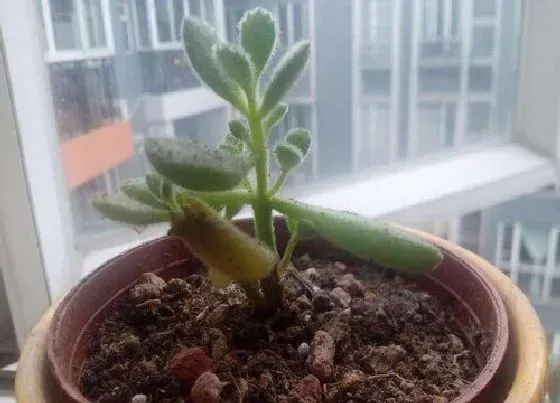 植物繁殖|多肉熊童子怎么繁殖方法和注意事项