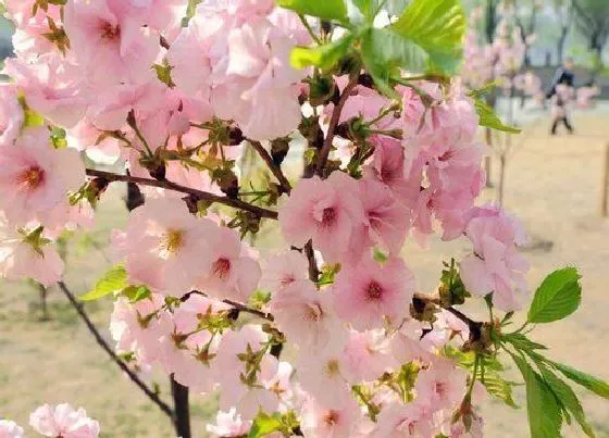 花语|樱花的花语和寓意象征 樱花是什么样子的（图片）