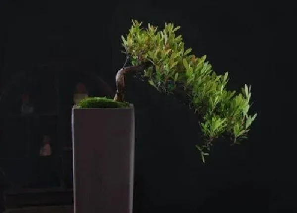 植物浇水|雀梅浇水要浇透吗 几天浇一次水合适