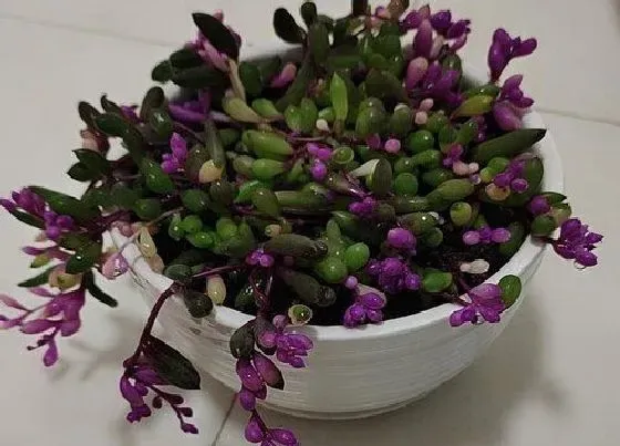 种植方法|紫玄月怎么种植 栽种时间和方法