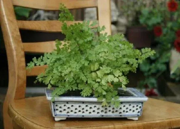 植物浇水|铁线蕨怎么浇水 需要每天浇水吗