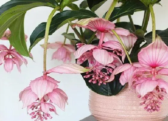 花语|宝莲灯花的寓意和象征（宝莲灯代表的花语和启示是什么）
