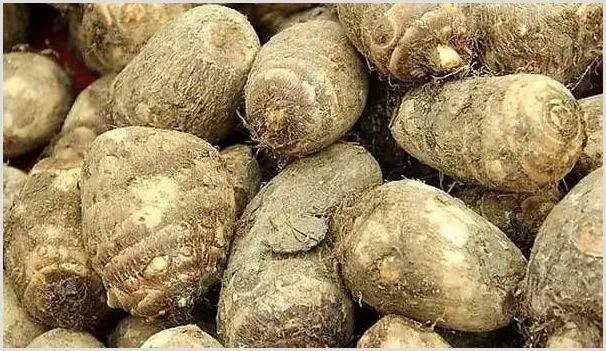 芋头高产田间种植管理技巧 | 种植技术
