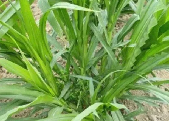 植物百科|高丹草是多年生还是一年生牧草