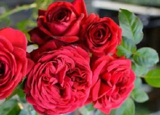 花朵|玫瑰花的特点