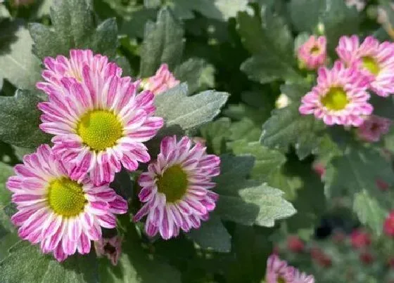 植物修剪|美人菊怎么修剪 修枝剪叶时间与方法