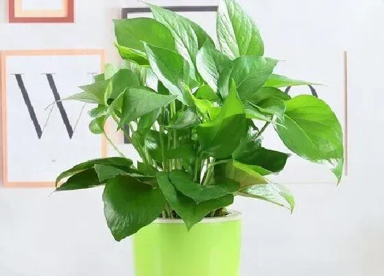 植物百科|绿萝是什么植物