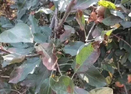 植物病害|苹果树黄叶病的原因及治疗处理方法