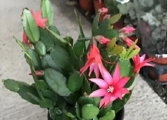开花时间|仙指兰一年开几次花