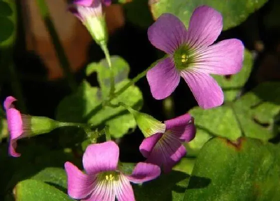 不开花|养花为什么不开花 养的花不开花是什么原因