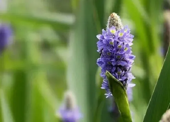 植物毒性|梭鱼草有毒吗 可以放在室内养吗