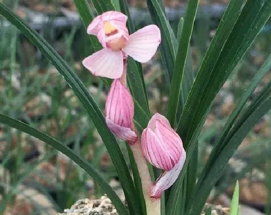 不开花|兰花为什么不开花 不开花原因及解决方法