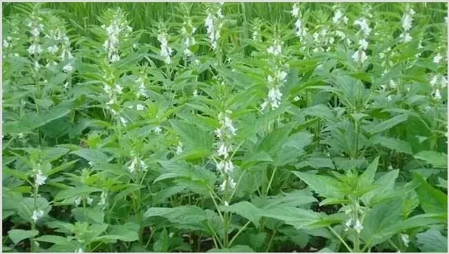 春芝麻种植时间和管理 | 农业科普