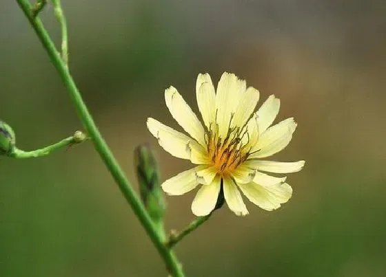 开花时间|苦菜花什么时候开花