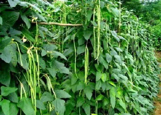 种植管理|豆角几月份种植最好 什么时候种最合适