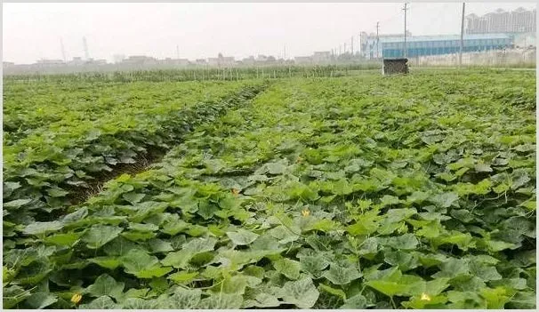 南瓜种植如何实现高产？掌握好这六点非常重要！ | 耕种资料