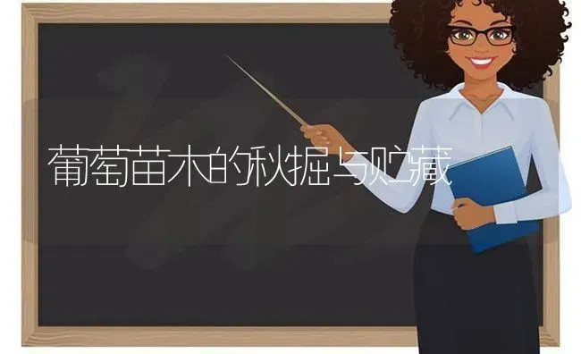葡萄苗木的秋掘与贮藏 | 瓜果种植