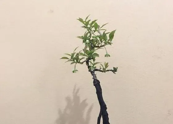 植物嫁接|金弹子嫁接方法图解 嫁接时间与技术步骤解析