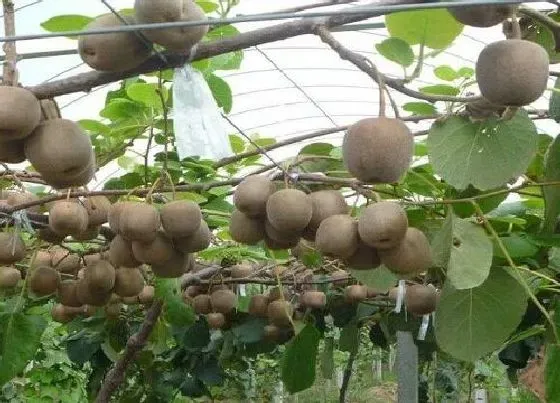 植物百科|猕猴桃生长在什么地方