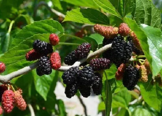 植物百科|桑葚树开花吗 开花什么样子