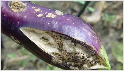 如何防治茄子裂果？ | 种植病虫害