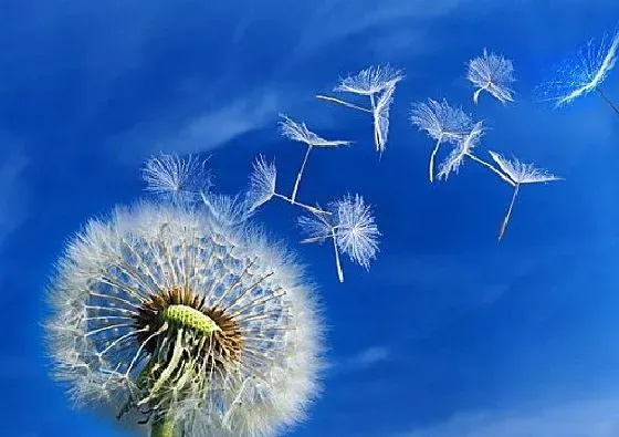 颜色花|蒲公英的花是什么颜色 长什么形状样子