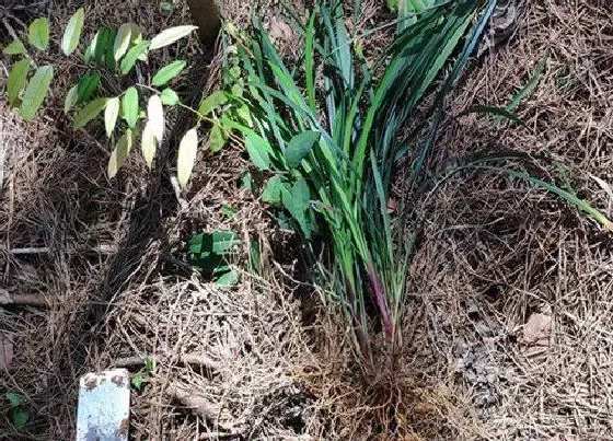 植物百科|麦冬是多年生还是一年生的植物