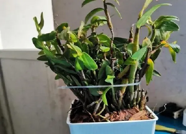 植物浇水|铁皮石斛多长时间浇一次水