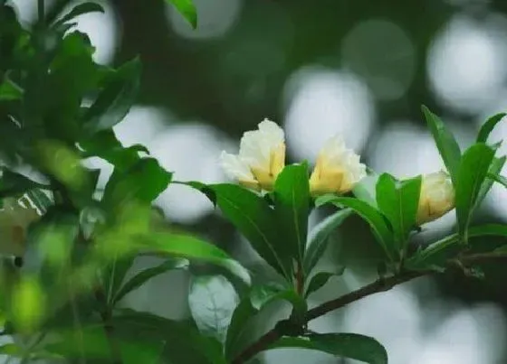 花期|白石榴树一年开几次花