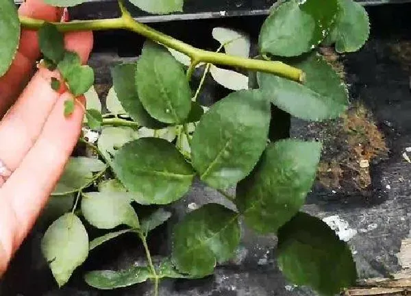 植物扦插|龙沙宝石几月份扦插最好