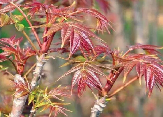 种植管理|香椿树耐旱吗