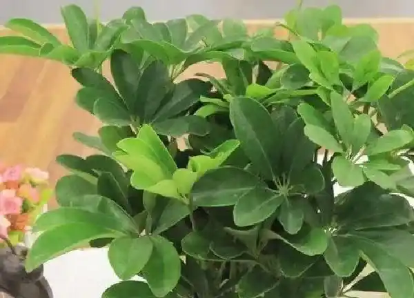 植物浇水|鸭掌树能浇硫酸亚铁吗