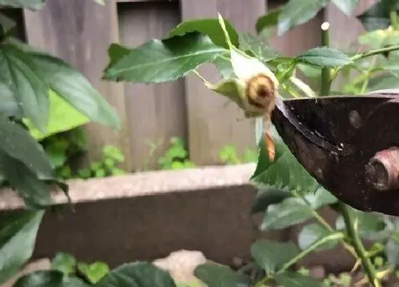 植物修剪|盆栽玫瑰花怎么修剪方法
