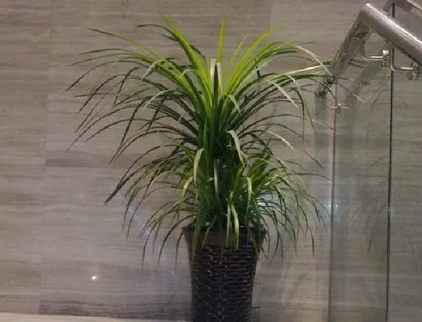 植物浇水|龙血树浇水时间和正确方法
