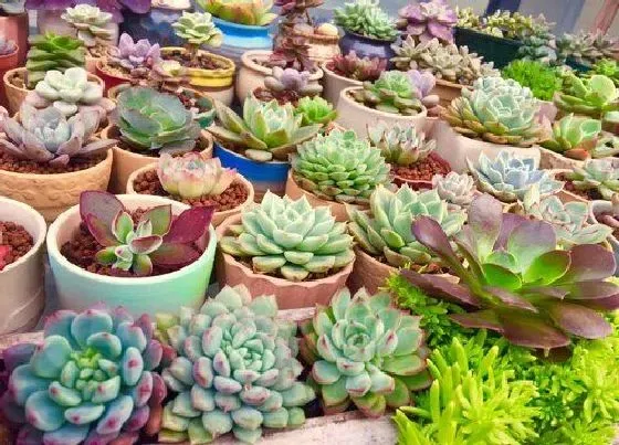 植物种类|多肉植物哪个品种好看 好看又好养的多肉品种