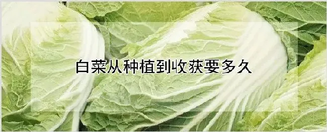 白菜从种植到收获要多久 | 耕种资料