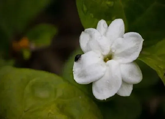 植物寓意|茉莉花的寓意和象征