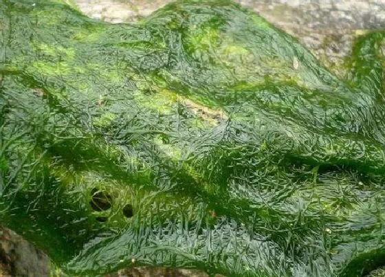 植物百科|水绵属于什么植物类型