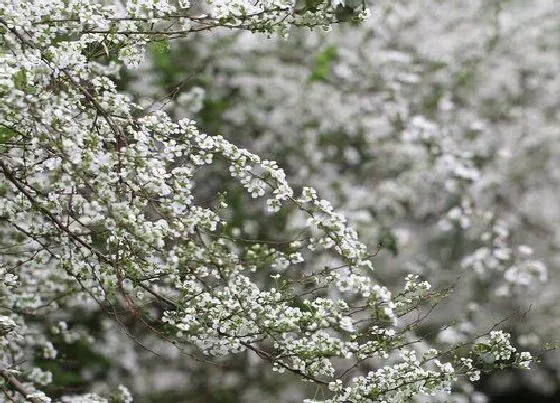 开花时间|喷雪花一年开几次花 花期几月份