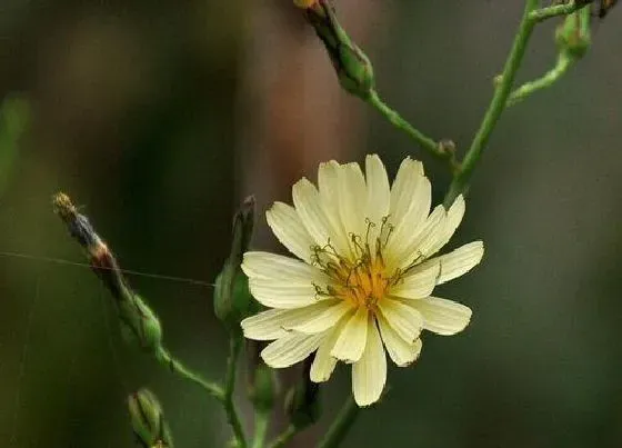 开花时间|苦菜花什么时候开花