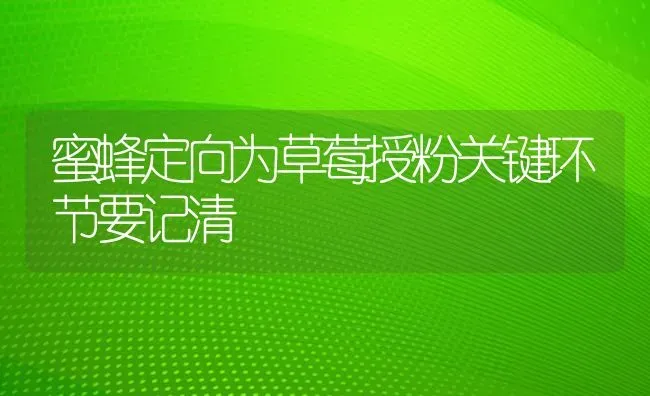 蜜蜂定向为草莓授粉关键环节要记清 | 瓜果种植