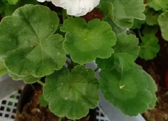冬天植物|天竺葵几度入室