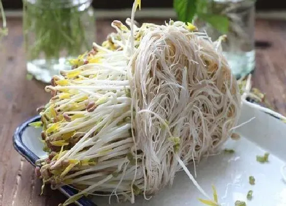 食用科普|豆芽可以生吃吗