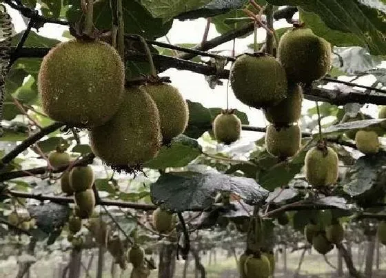 植物百科|猕猴桃生长在什么地方