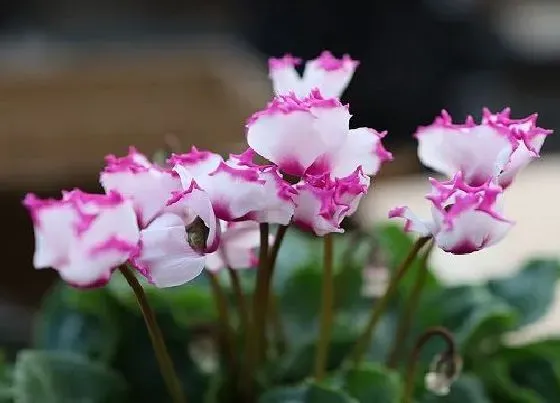 花语|仙客来花语和寓意 寓意是什么意思