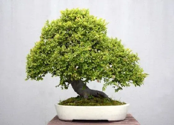 冬天植物|榔榆树耐寒吗