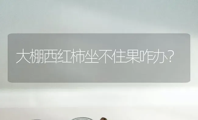 大棚西红柿坐不住果咋办？ | 瓜果种植