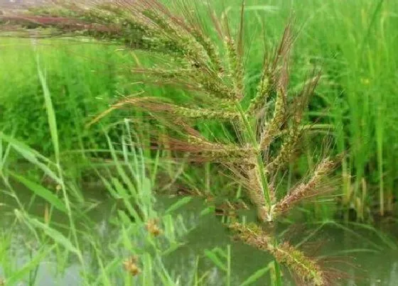 植物百科|秧苗和稗草区别图片