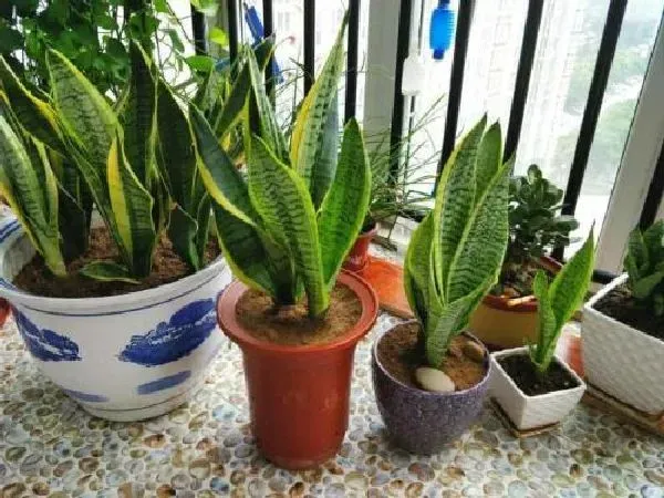 植物浇水|虎皮兰浇水的正确方法 浇水注意事项